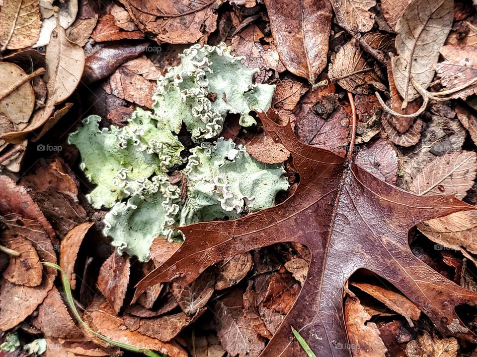 Lichen on the forest ground floor covered with brown fallen leaves.