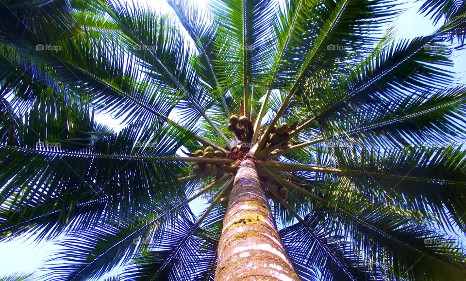 Coconut tree . . .