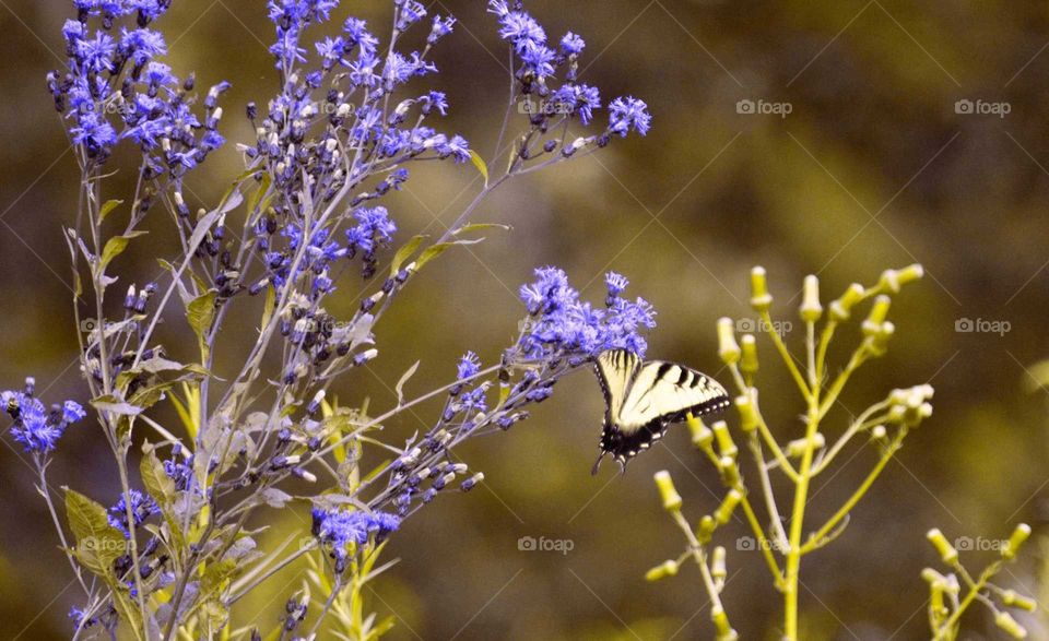 Take the Nostalgic Way Home (Series)