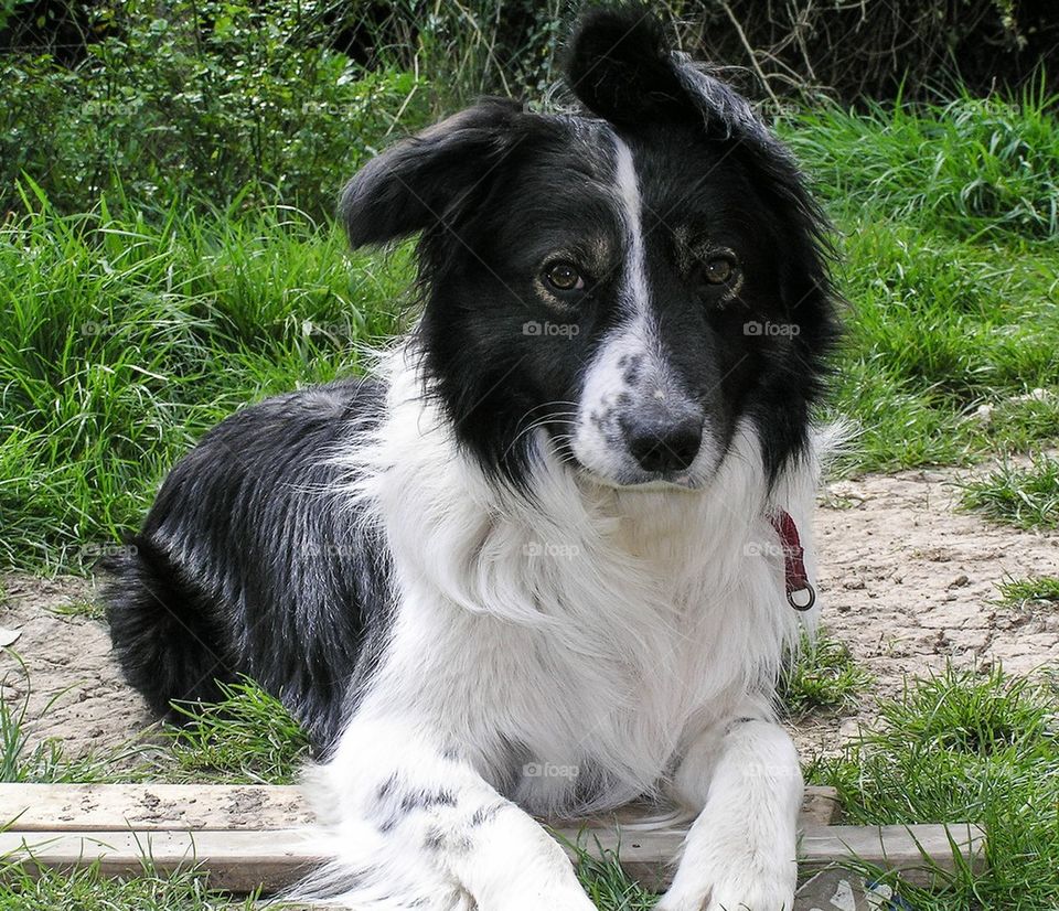 My dog when he was young