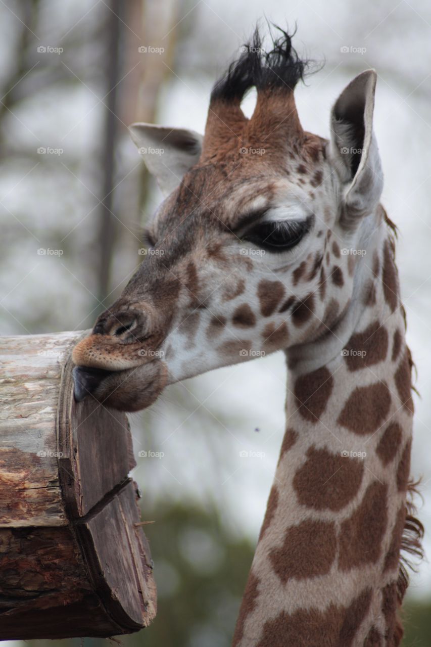 Close up of a giraffes head licking