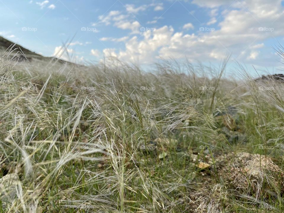 Plant, sky, nature, beauty of nature, Grass
