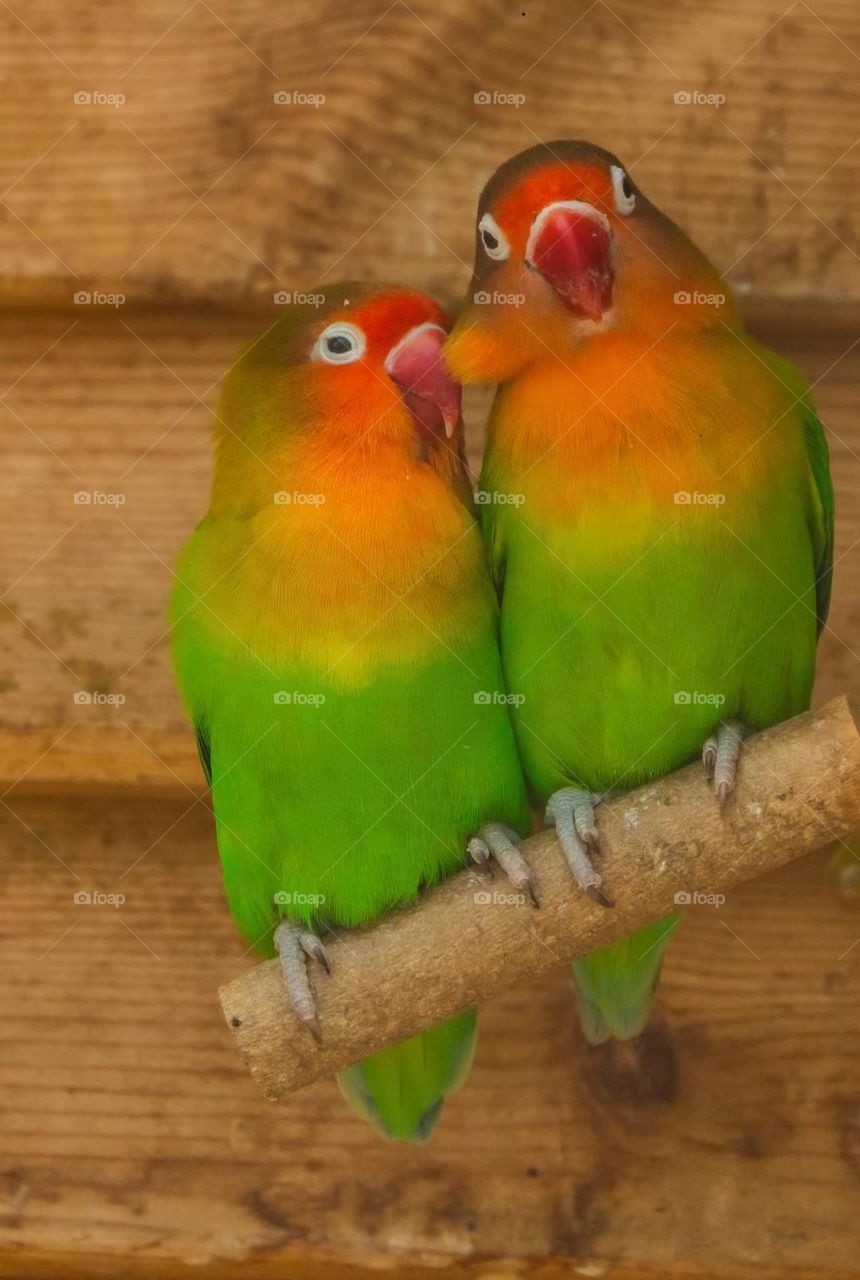 Fei's Peony Parrot, Photographed in China