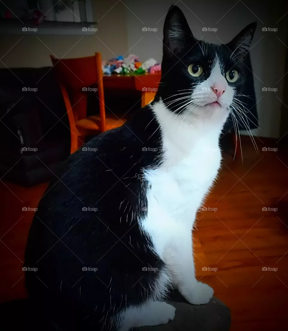 cat