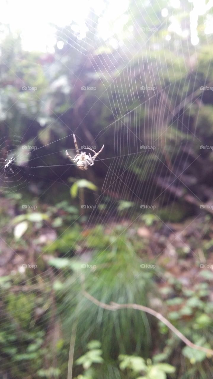 Spider in forest