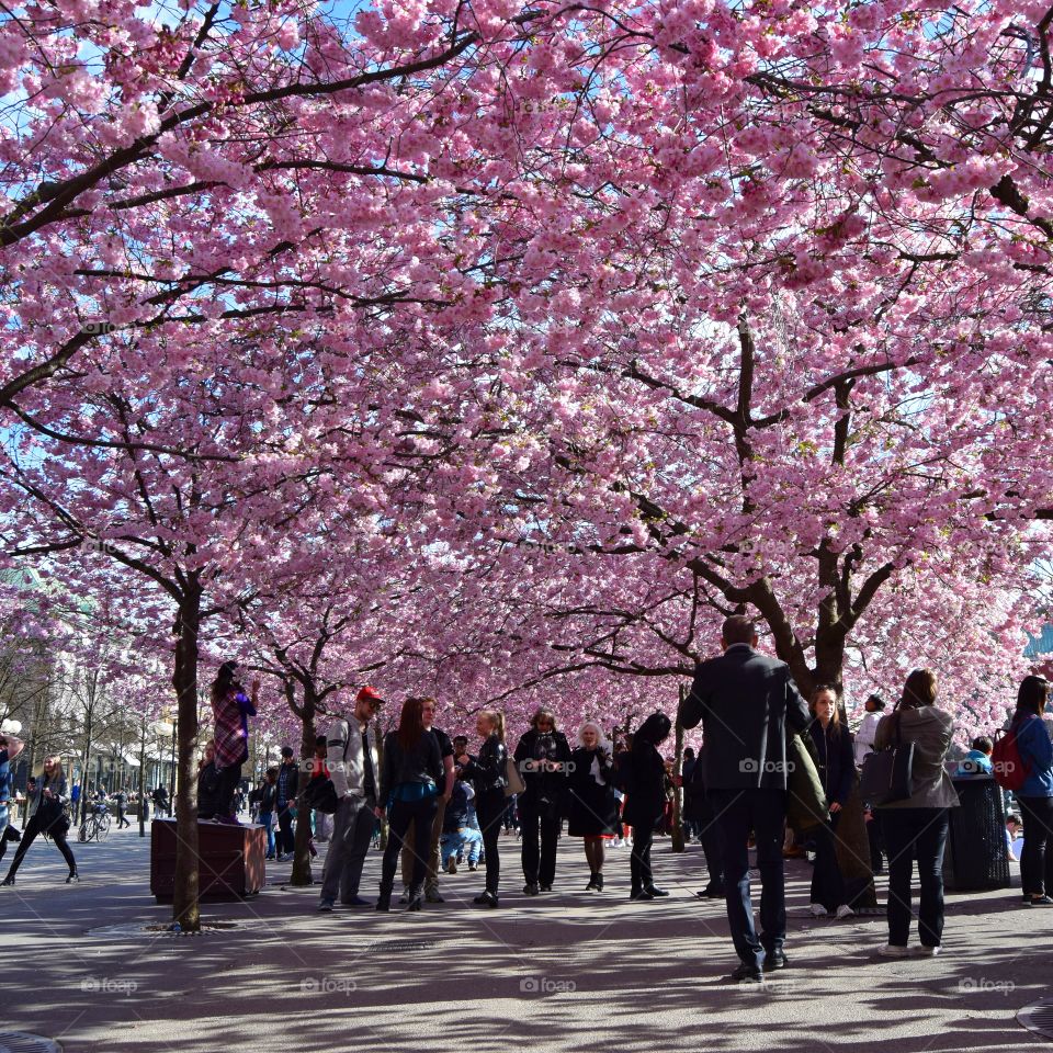 Cherry blossom in Stockholm. Kungsträdgården, Stockholm