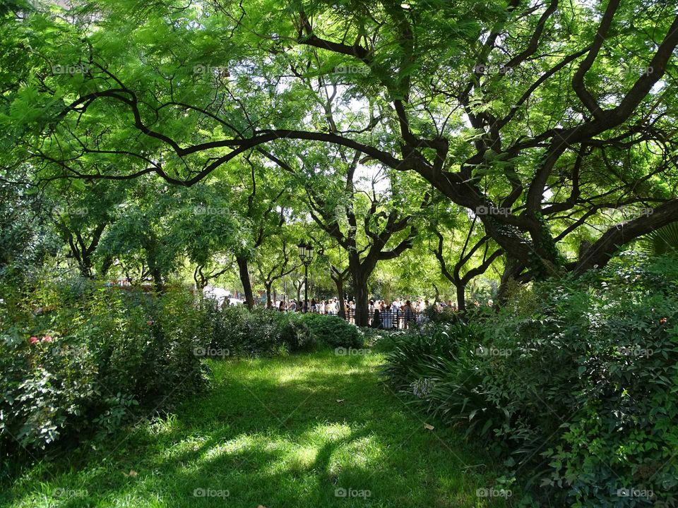 The shadow of the trees