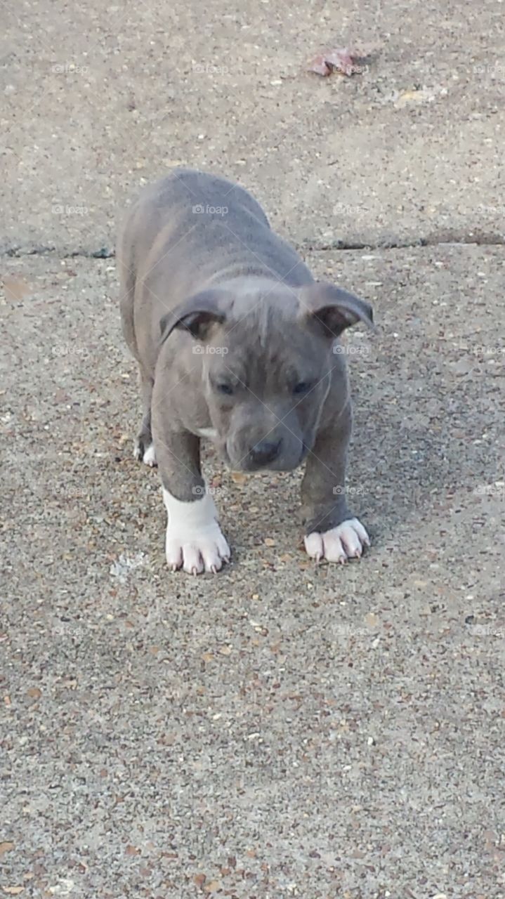 Grey Puppy. Picture of Blue modeling fir the camera. 