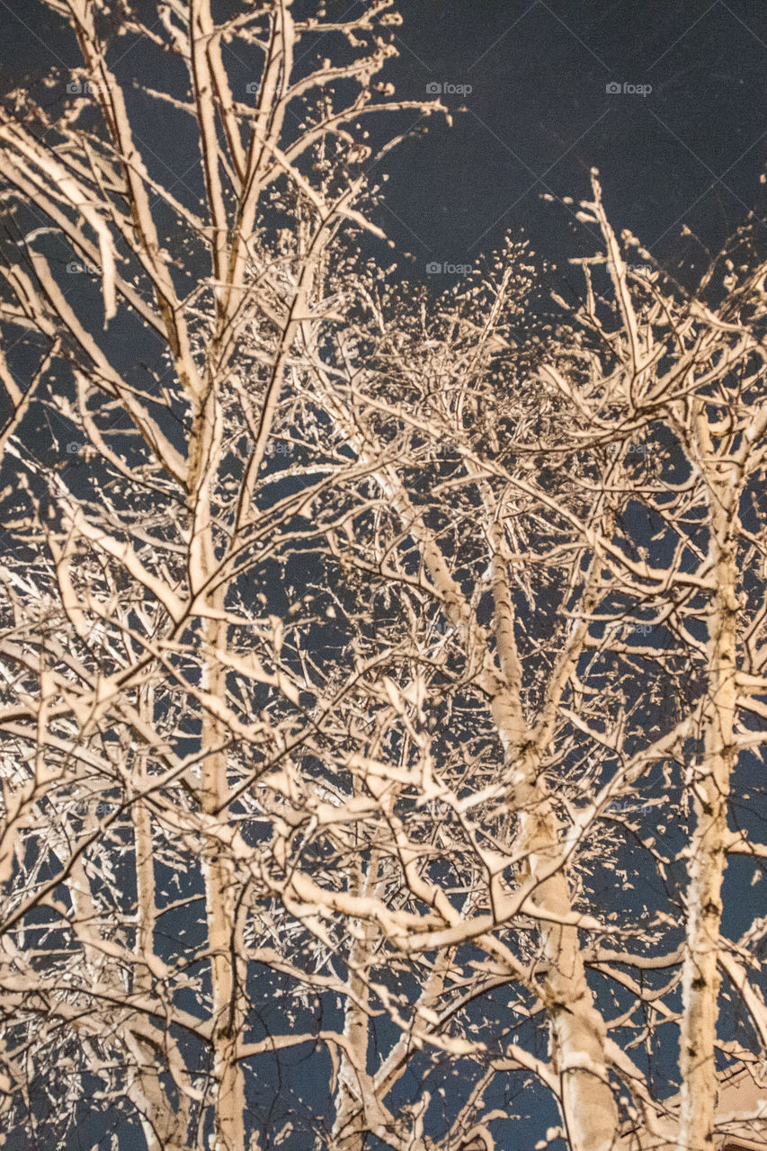 Scenic view of bare tree during winter