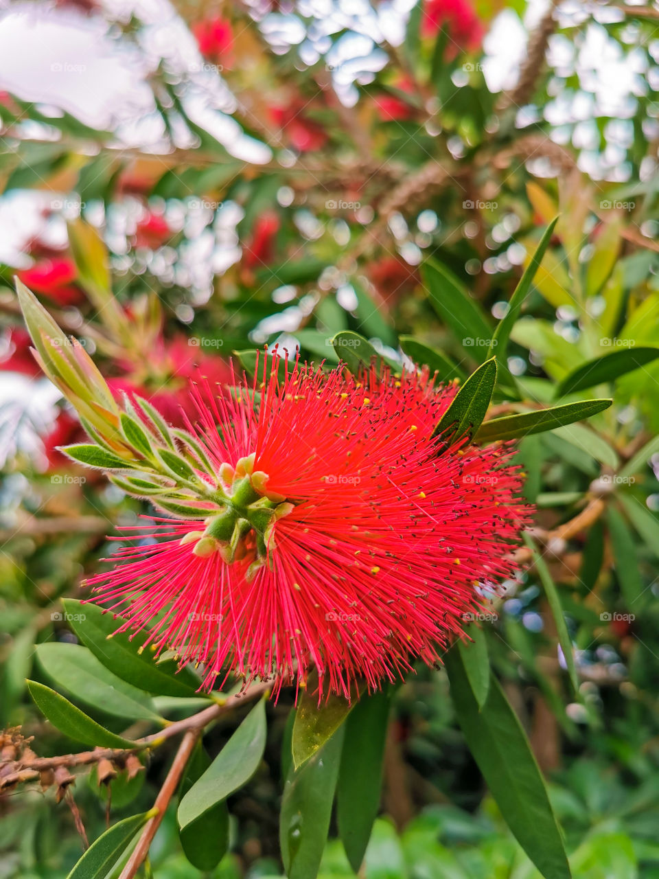 I don't know what it's called but it's beautiful! 💓