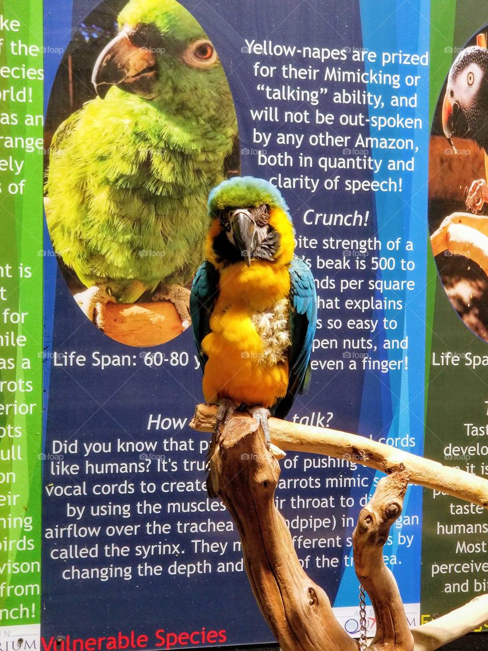 Colorful blue, yellow, and green parrot faces camera at Austin Aquarium.