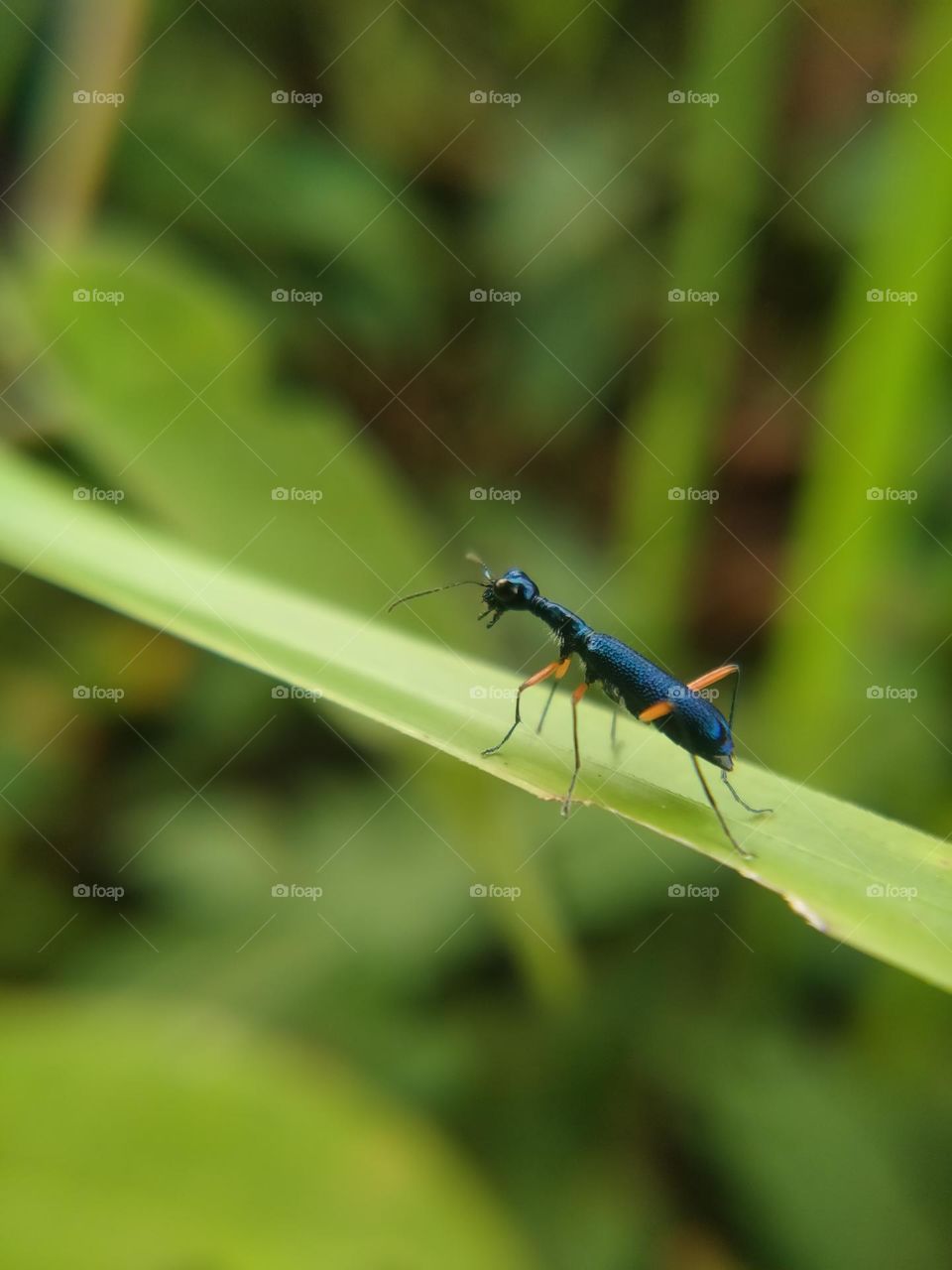 Tiger beetle on a leaf.