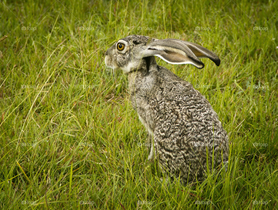 Wild hare