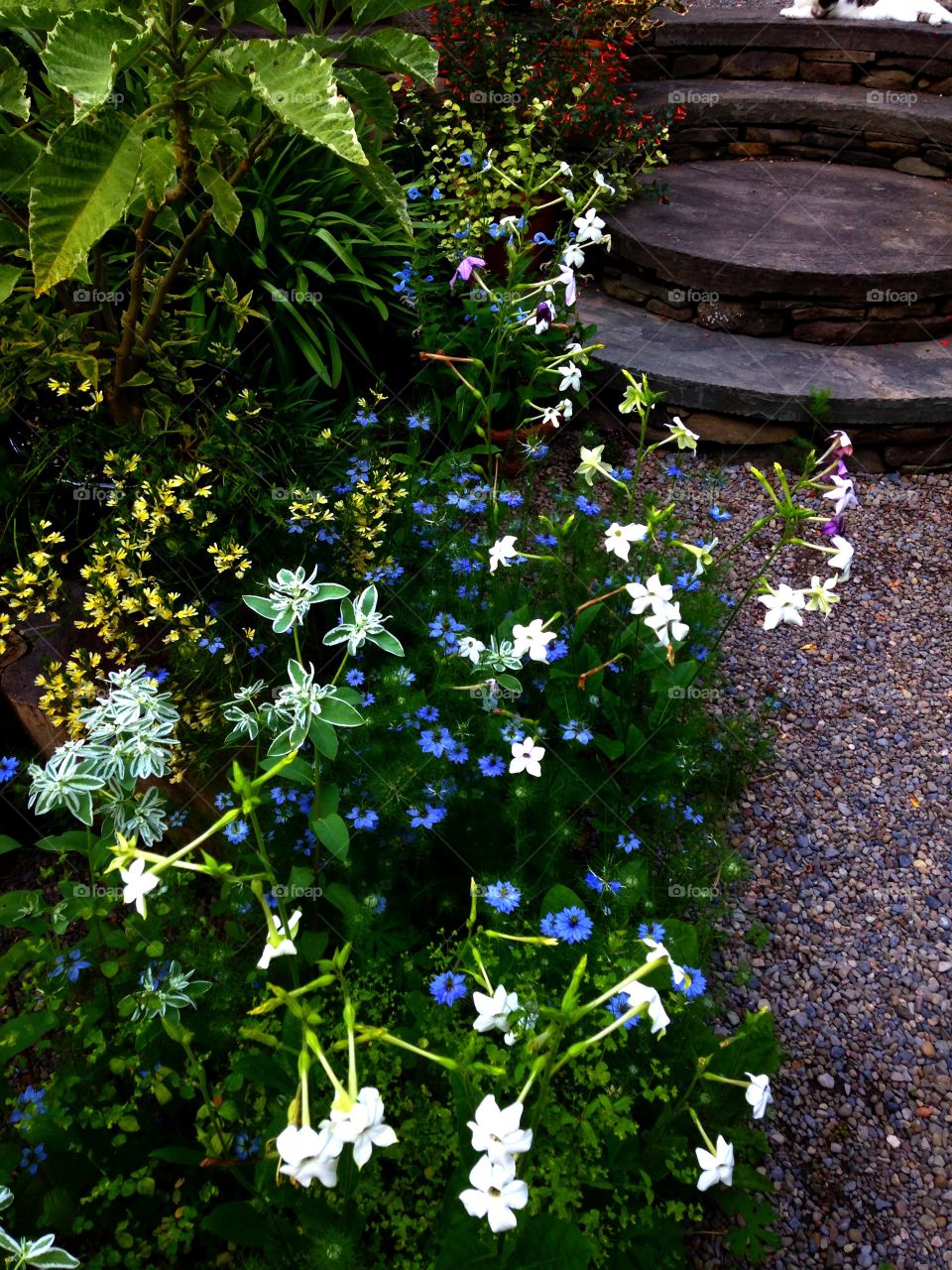 Gravel garden. Selfs sown plants