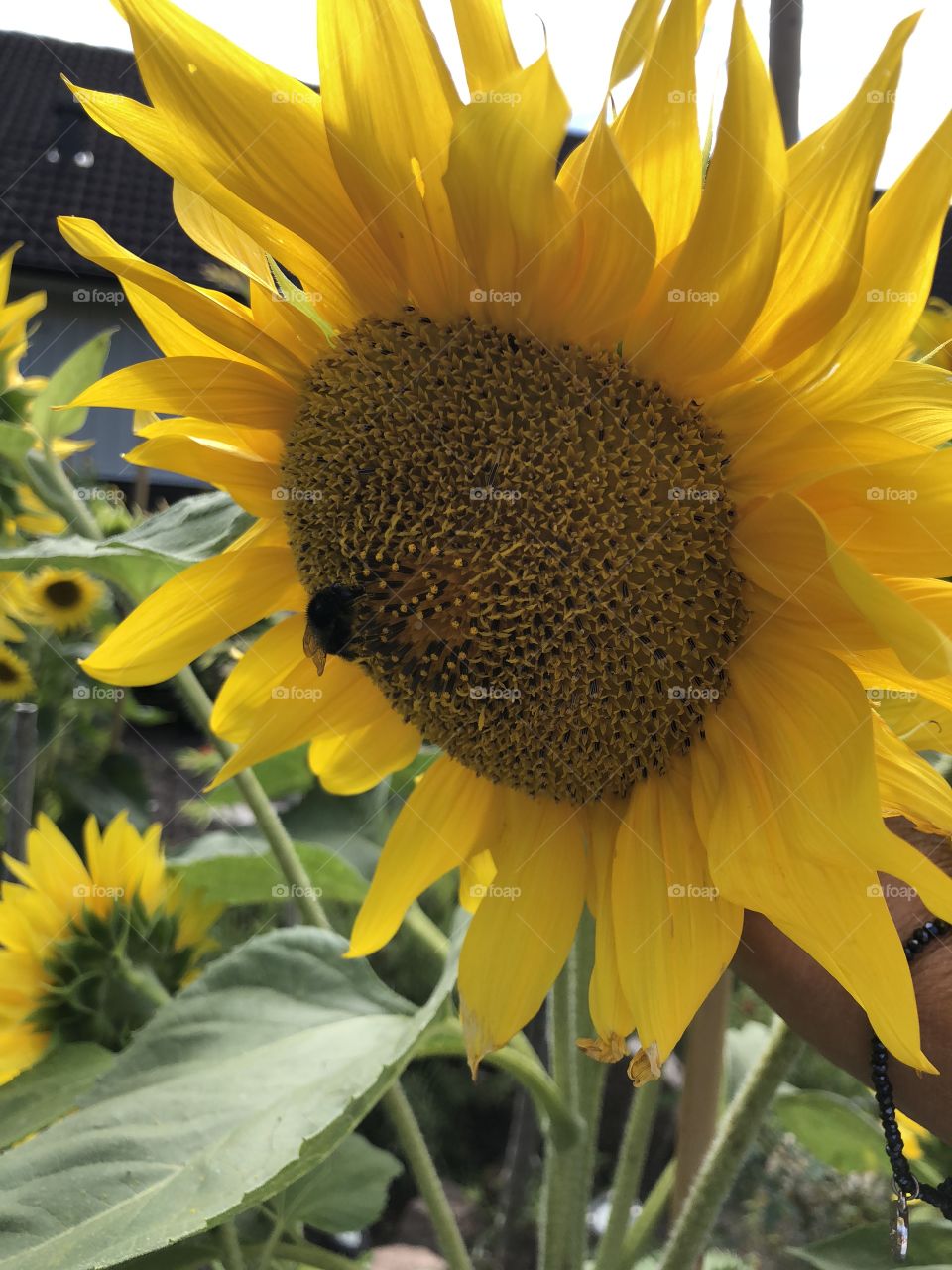 Sunflowers 🌻