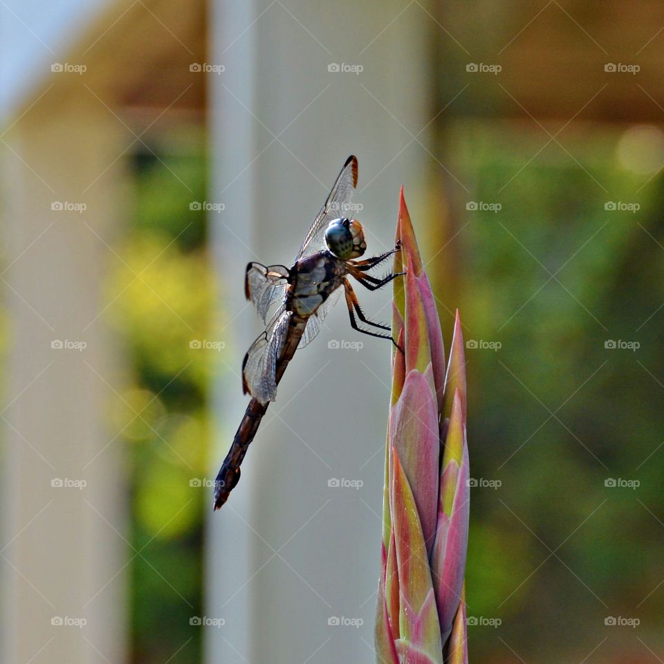 
World in macro - Closeup of a Widow Skimmer dragonfly (Libellula luctuosa) is posted on the end of a flower stem posing for a photo. 