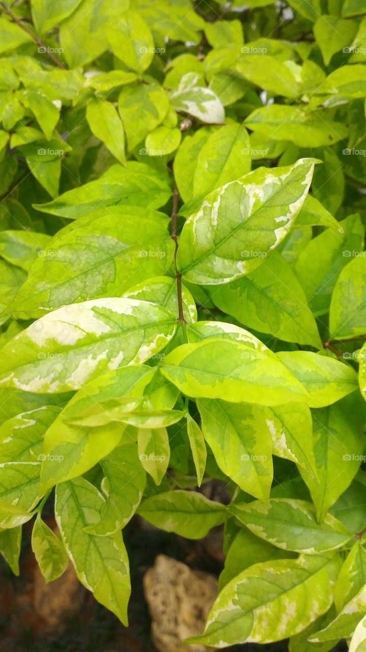 leaf
blade
mulch
playing card