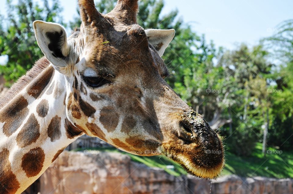 Giraffe, Nature, Wildlife, Animal, Wild