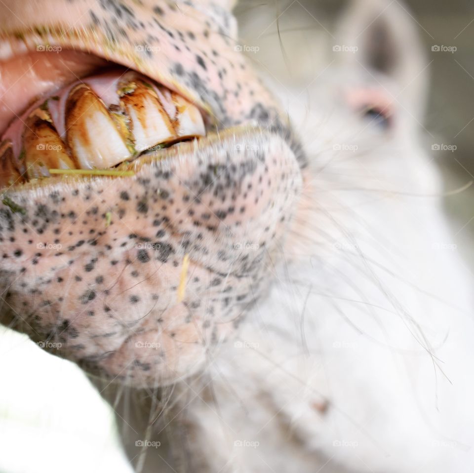 Close-up for the pony