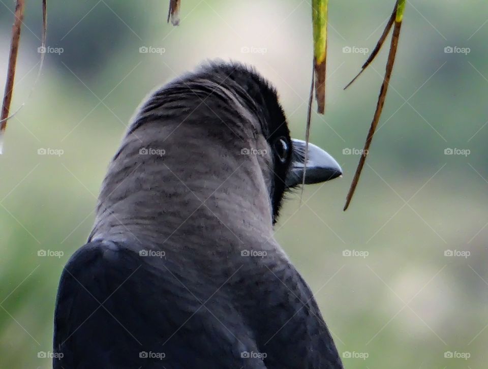 An intelligent crow