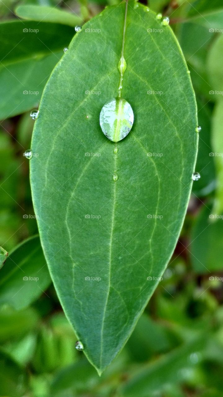 Water drop on leaf