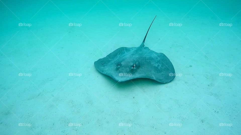 Sting ray in  Polinesian sea...