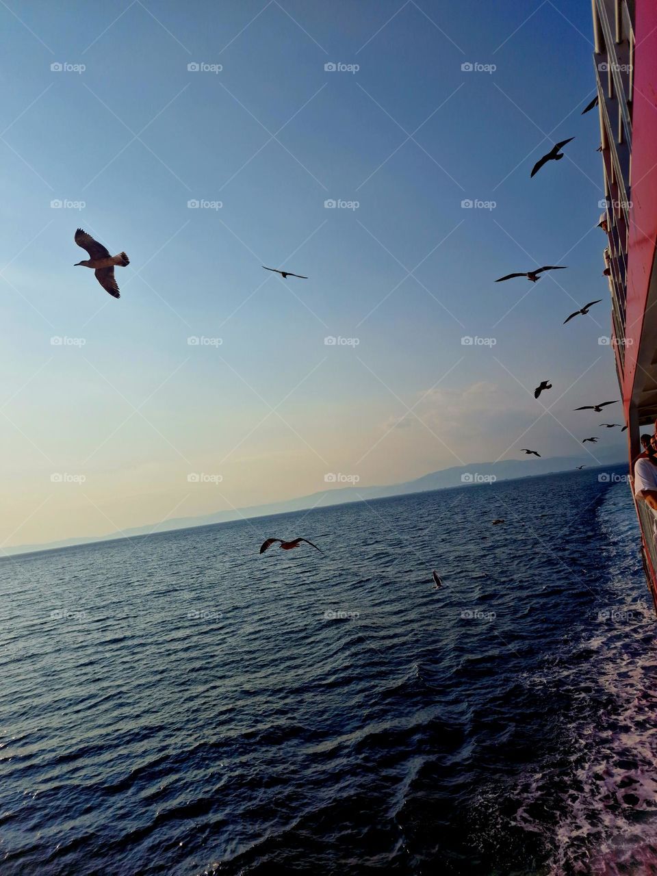 seagulls above the Aegean Sea