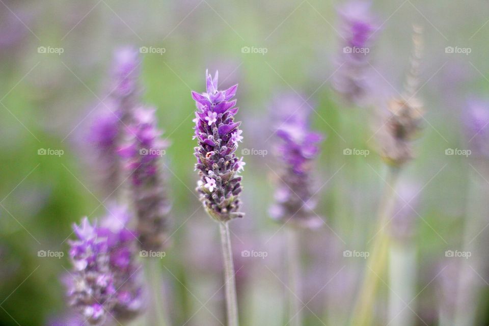 portrait of a plant