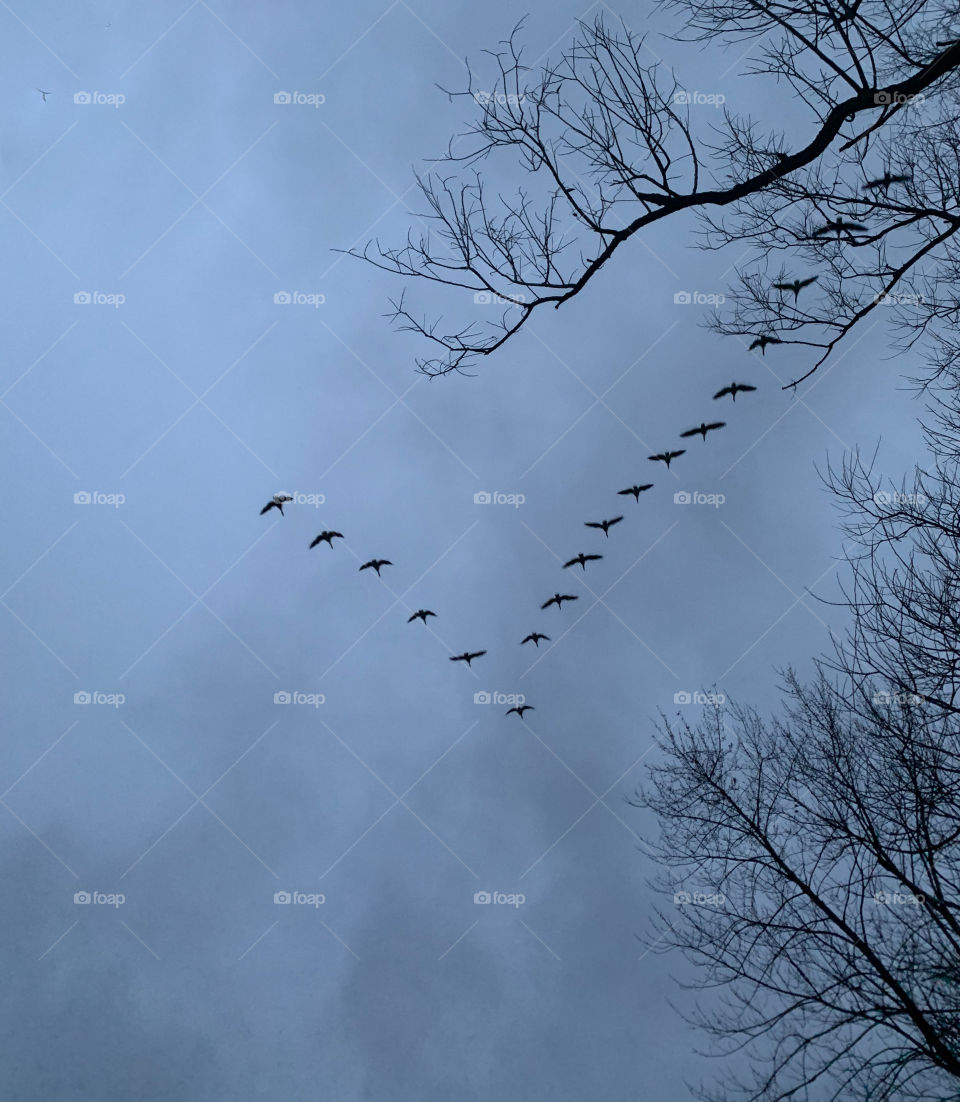 Bird, Winter, Nature, Sky, Flight