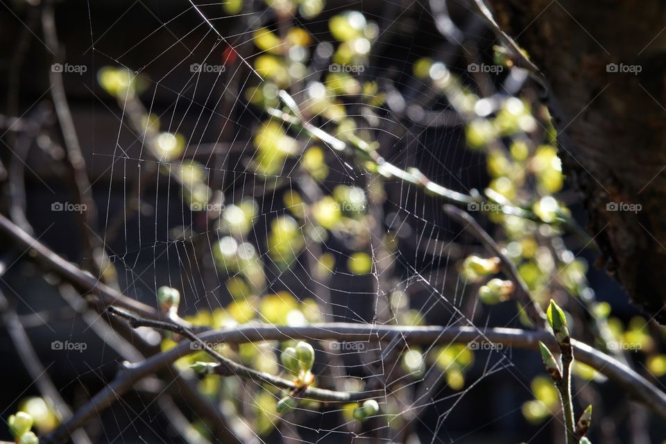 spider web