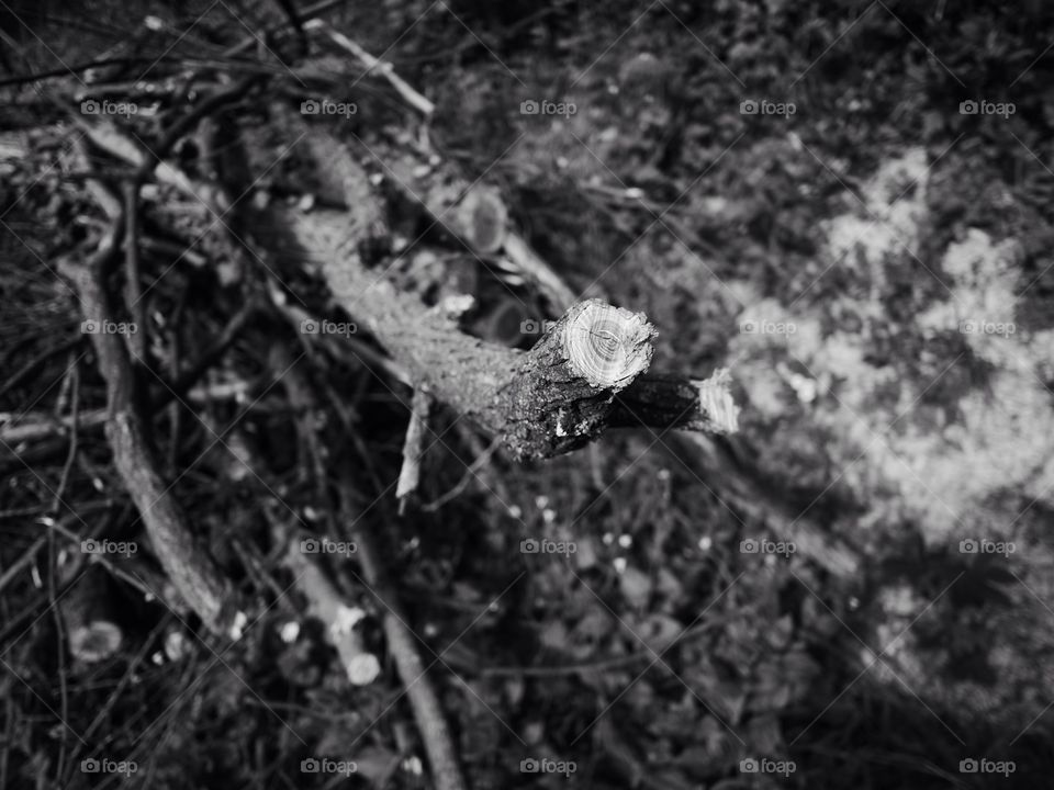 A focus in a wood branch 