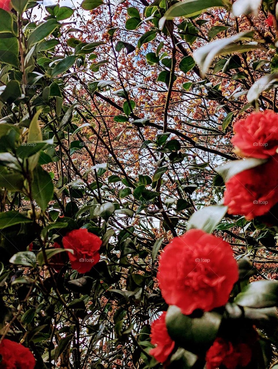 Red flowers