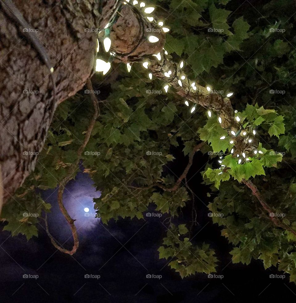 Moom peaking through leaves of tree wrapped in lights.