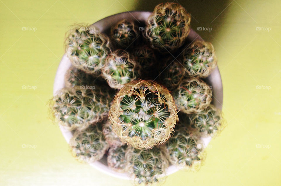 CACTUS