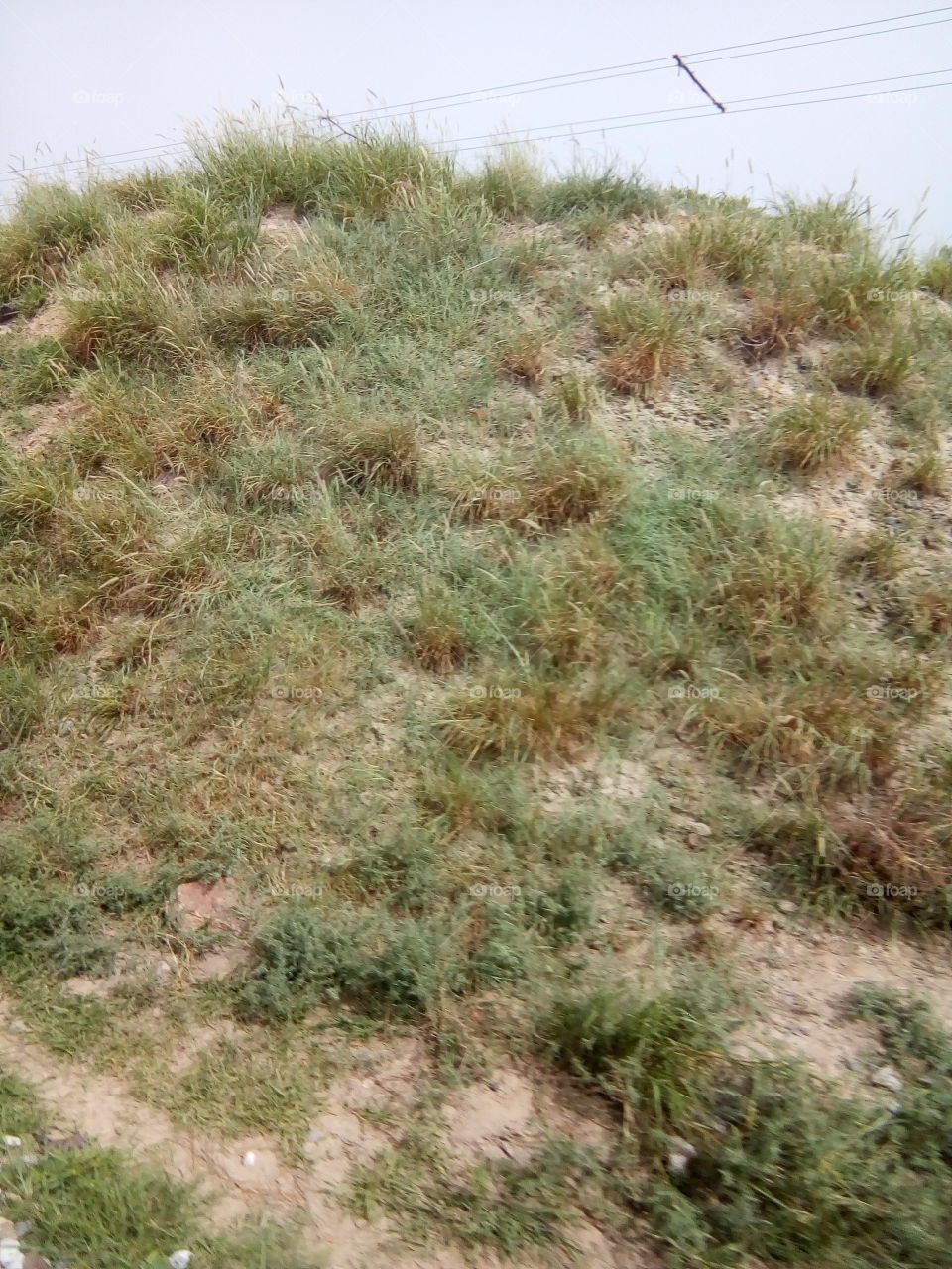 shrubs on a mound