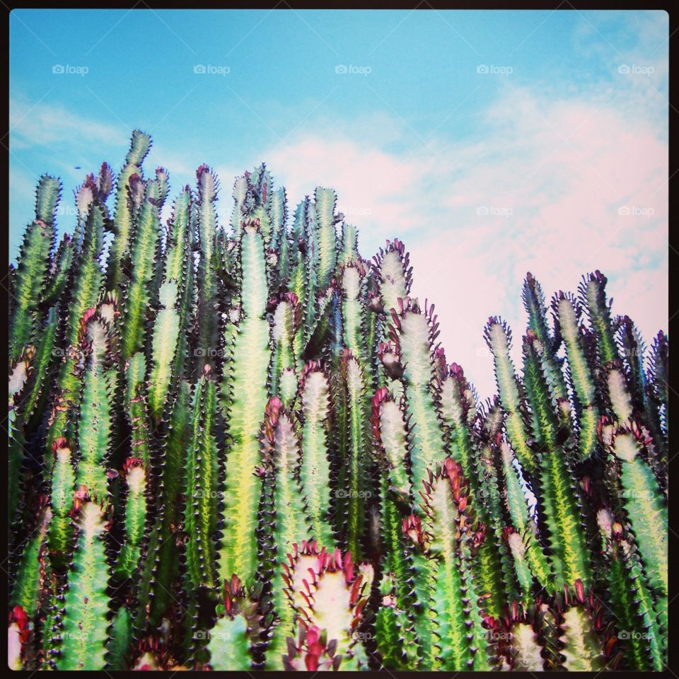 Cactus Backdrop 