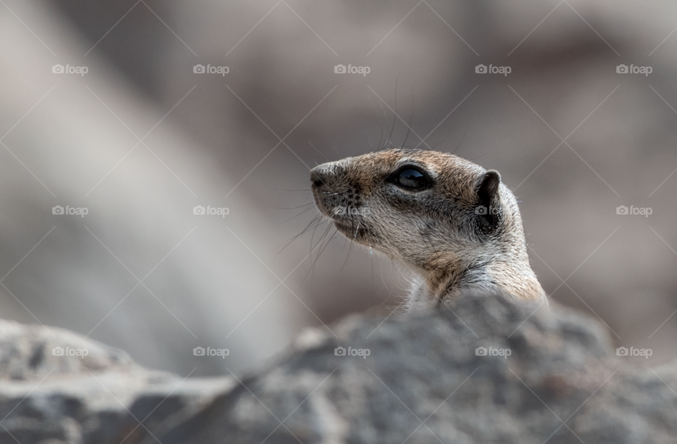 The squirrel is hiding among the rocks