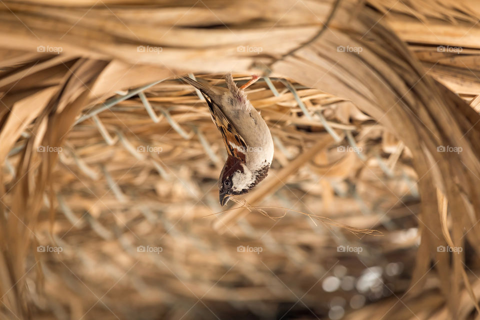 Simple sparrow making nest