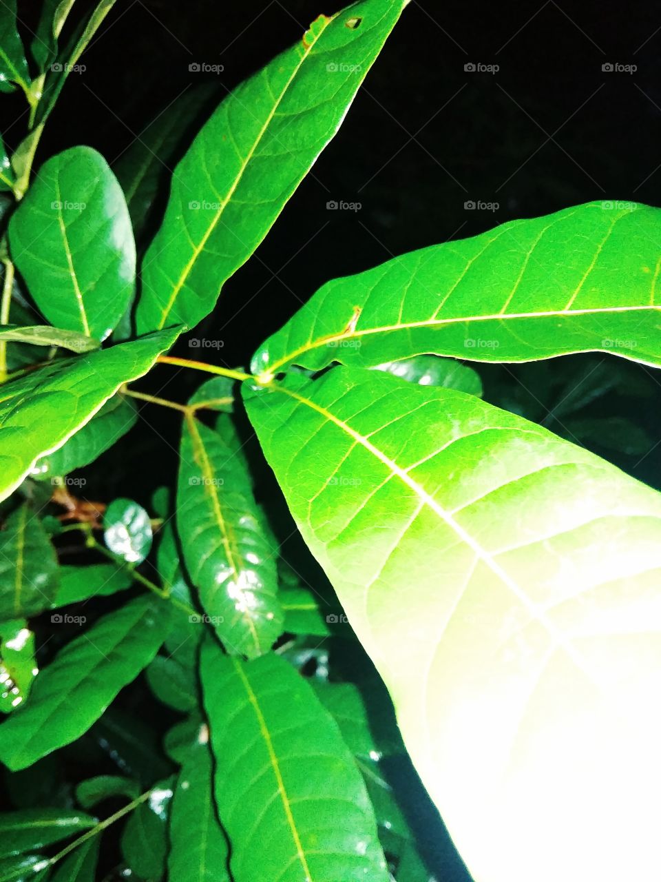 Kesambi leaves