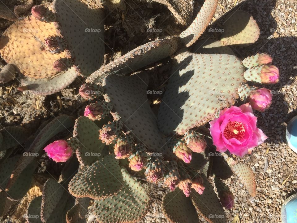 Desert Spring
Gilbert, AZ