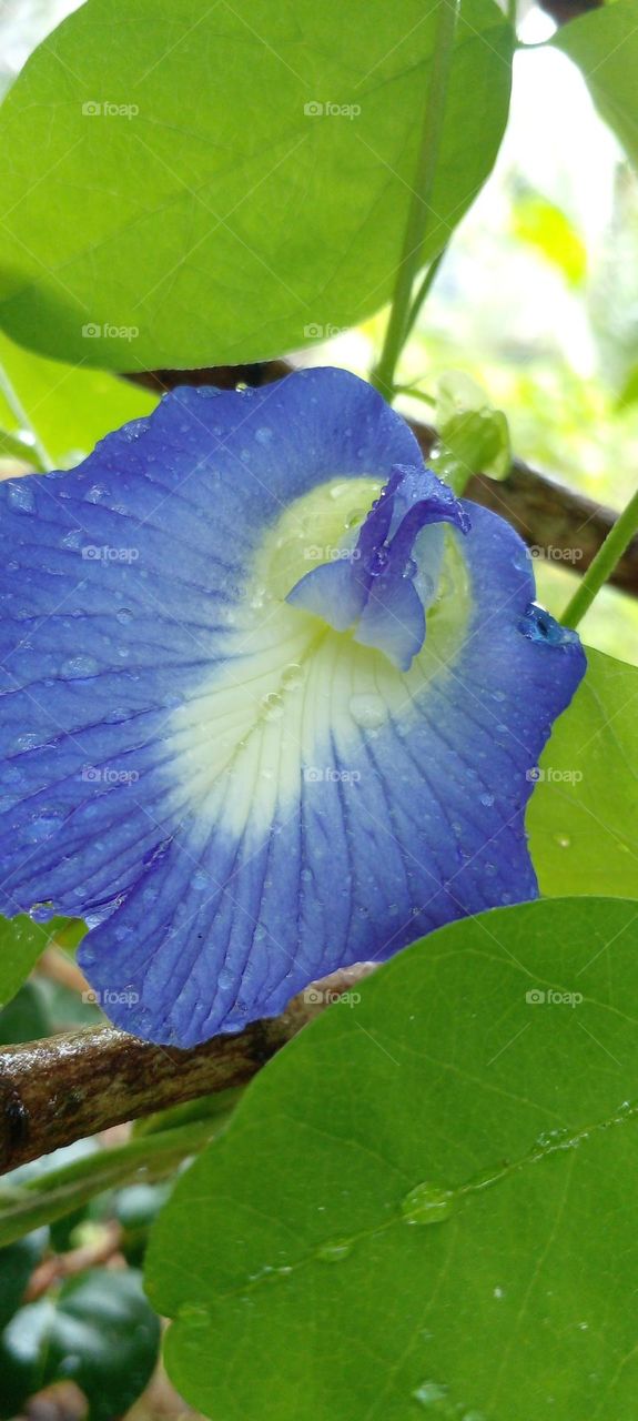 naturelove, green love, blue flowers, colourful