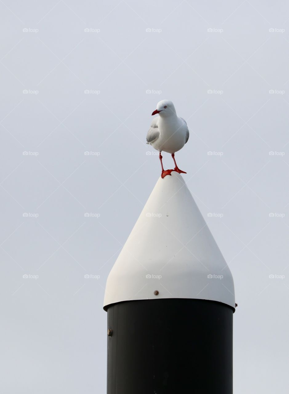 Seagull sitting atop a tower on a foggy day minimalist 