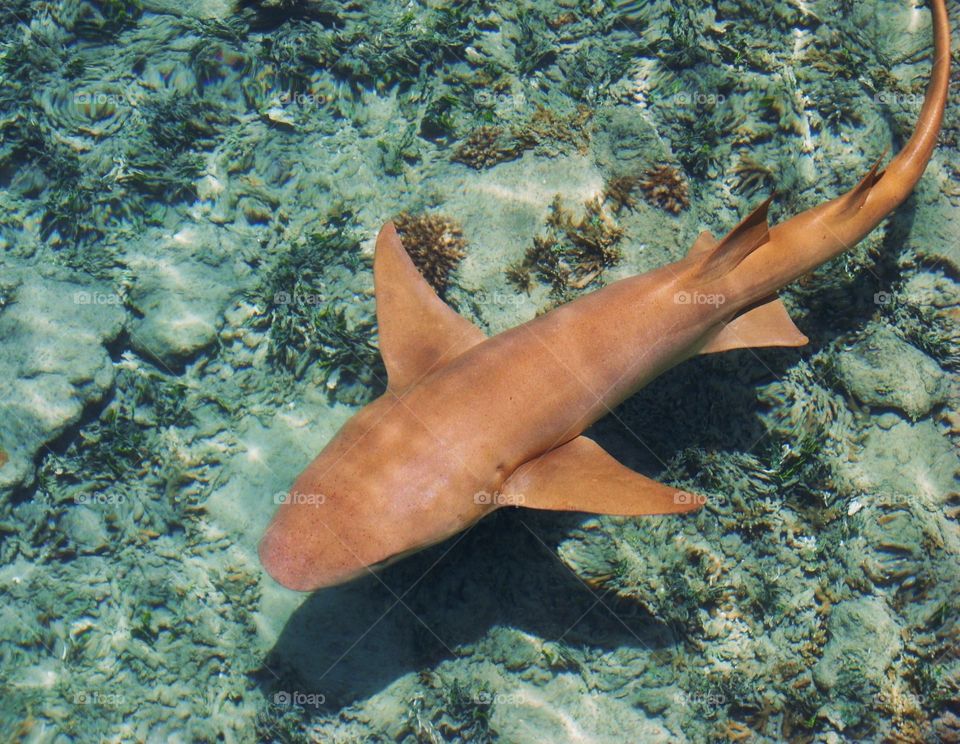 A tawny nurse shark swims near a fishing dock on Kwajalein Atoll, Marshall Islands in search of food.