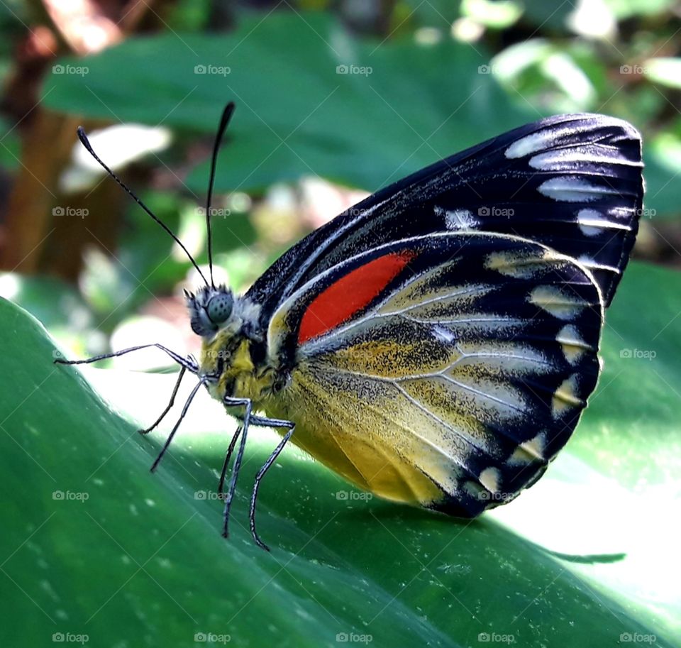 A beautiful colour butterfly sitting on a green leaf