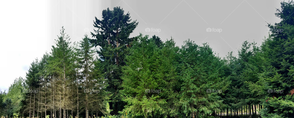 My backyard . My backyard 
