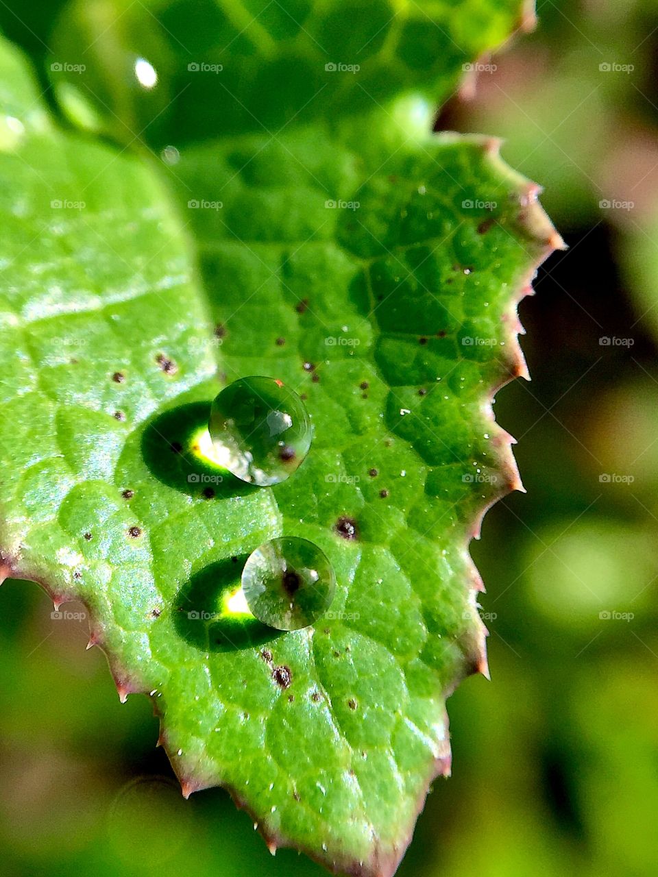 Close-up of waterdrop on leaf