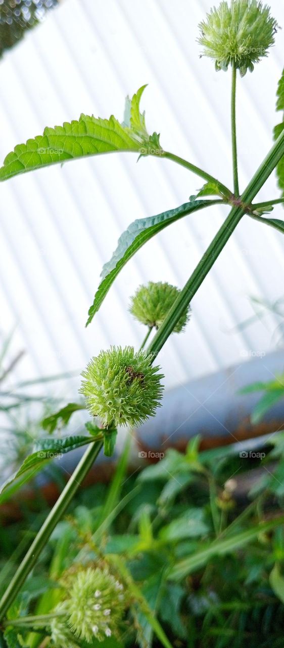 Genggeyan or navel leaf (Hyptis brevipes) is a species of flowering plant in the genus Hyptis.