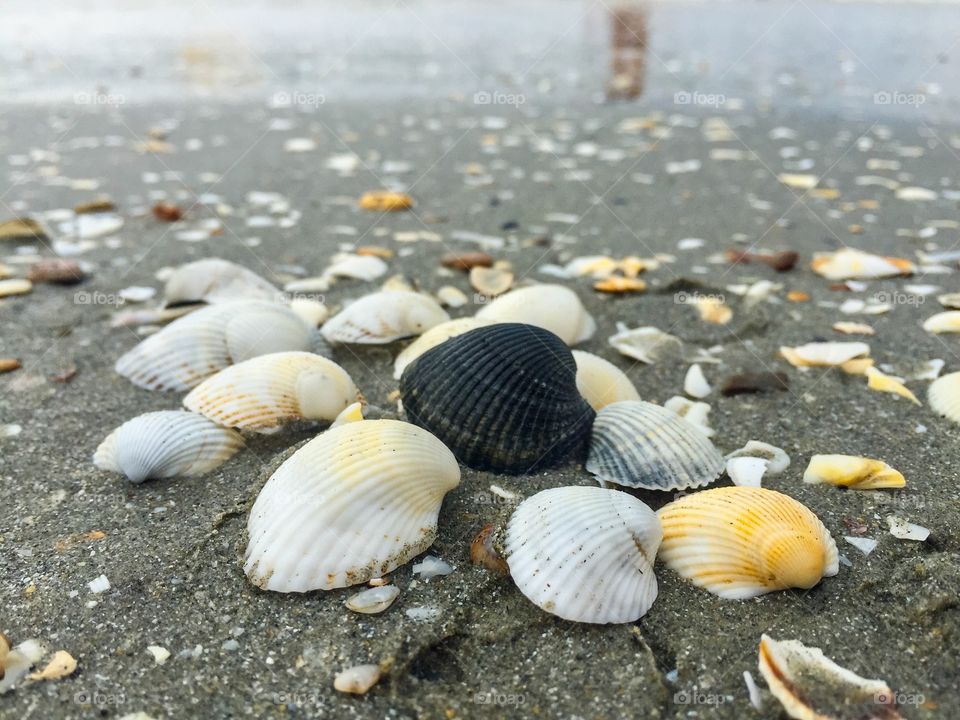 Black seashell among white seashells on the beach