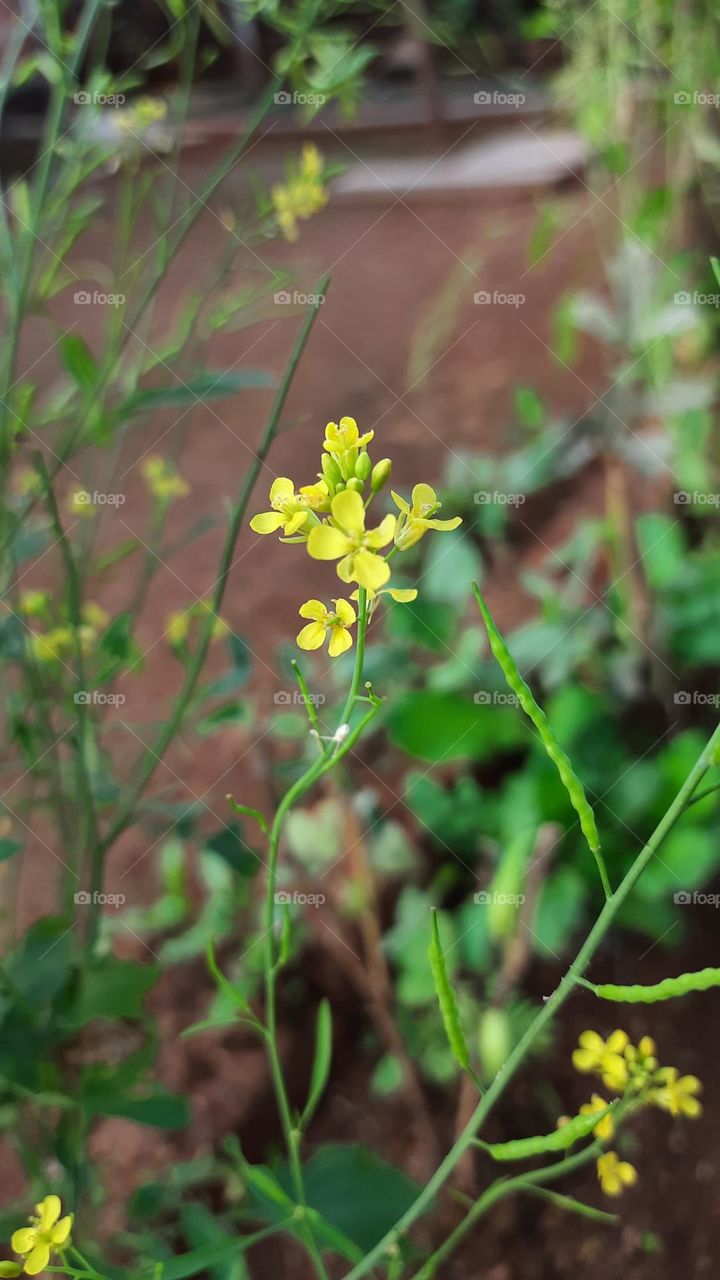 Beautiful Flower's, Natural Picture