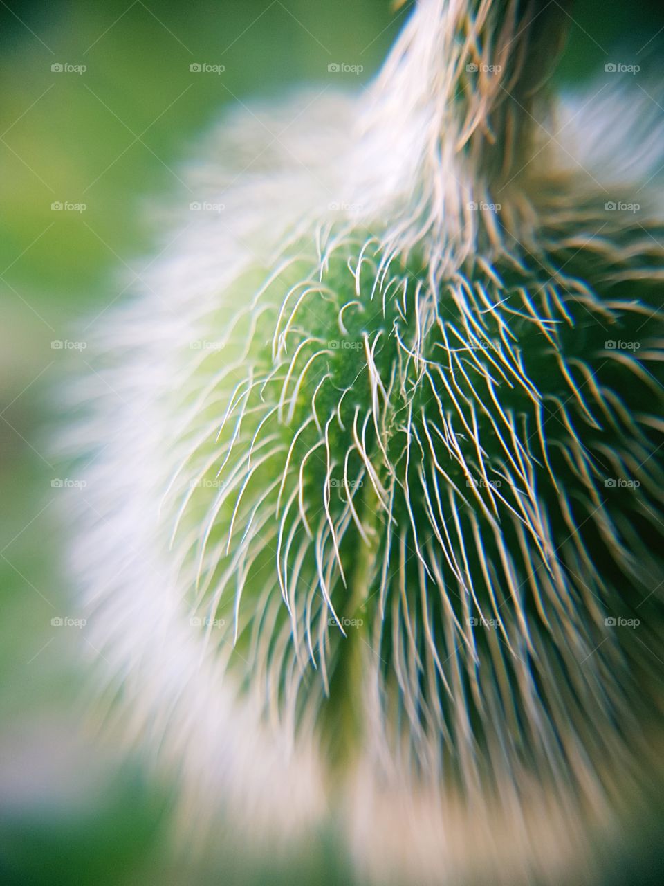 some kind of plant- maybe poppy